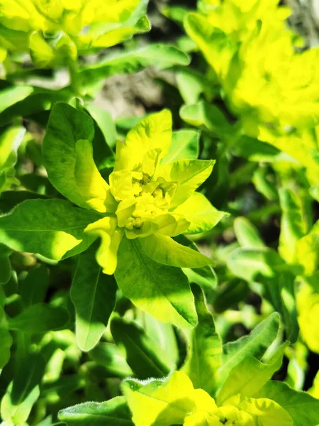 Selektywny Strzał Ostrości Świerków Kwitnących Roślin Znany Również Jako Euphorbia — Zdjęcie stockowe