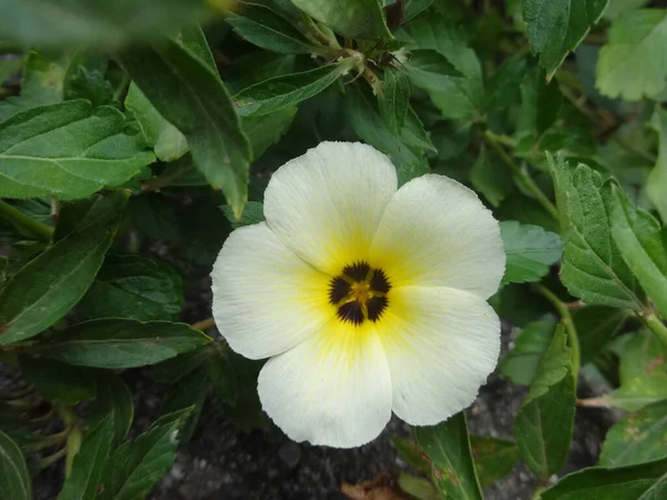 庭で美しいハワイのハイビスカスの花のクローズアップ — ストック写真