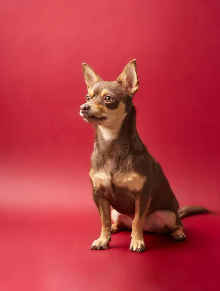 Adorable Chihuahua Marrón Sobre Fondo Rojo — Foto de Stock