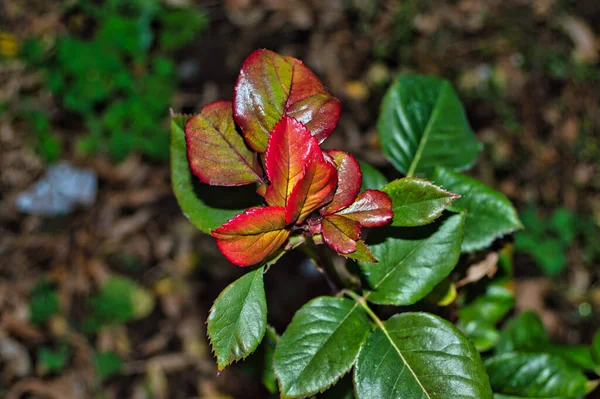 Folhas Vermelhas Verdes Rosa — Fotografia de Stock