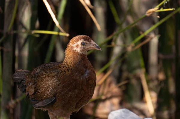 Ein Huhn Das Einem Hof Umherirrt — Stockfoto