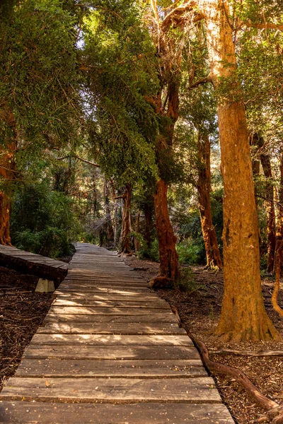 Plano Vertical Sendero Madera Través Bosque Argentina — Foto de Stock