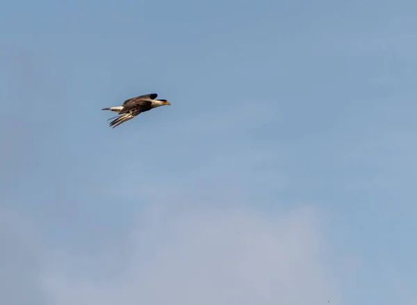Eine Nahaufnahme Eines Vogels Aus Caracara Der Taghimmel Fliegt — Stockfoto
