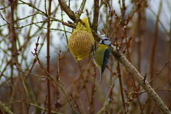 Ένα Πουλί Titmouse Που Τρώει Από Ένα Κίτρινο Στρογγυλό Δίχτυ — Φωτογραφία Αρχείου