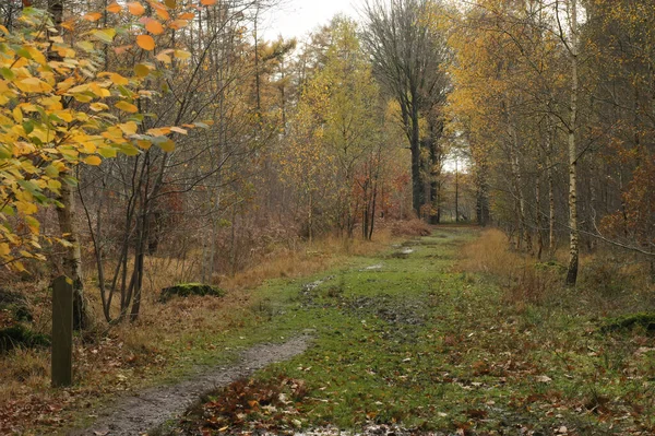 Een Natuurlijk Uitzicht Een Wandelpad Een Bos Rond Herfstperiode — Stockfoto