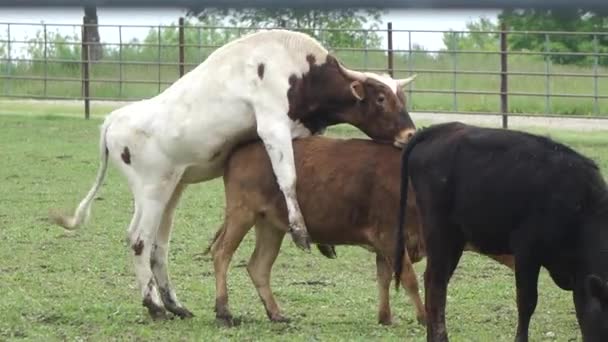 Vache Aux Oreilles Vertes Ferme — Video