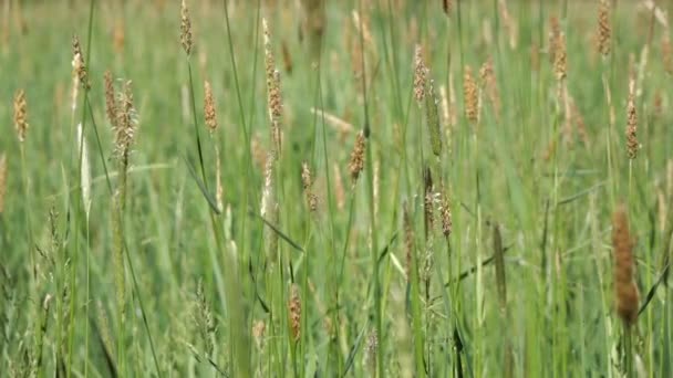 Groen Gras Het Veld — Stockvideo