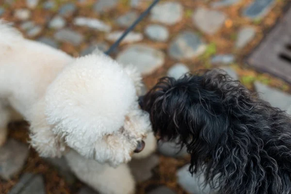 Primo Piano Dei Cani Bianco Nero — Foto Stock