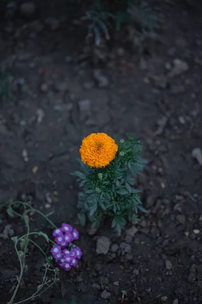 Высокоугольный Снимок Цветущего Цветка Хризантемы — стоковое фото