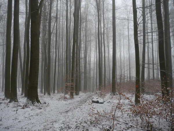 Une Forêt Hivernale Enchanteresse Avec Grands Arbres Nus — Photo