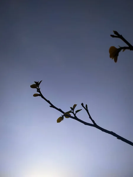 在漆黑的天空中 小树枝上的小叶美丽的景色 — 图库照片