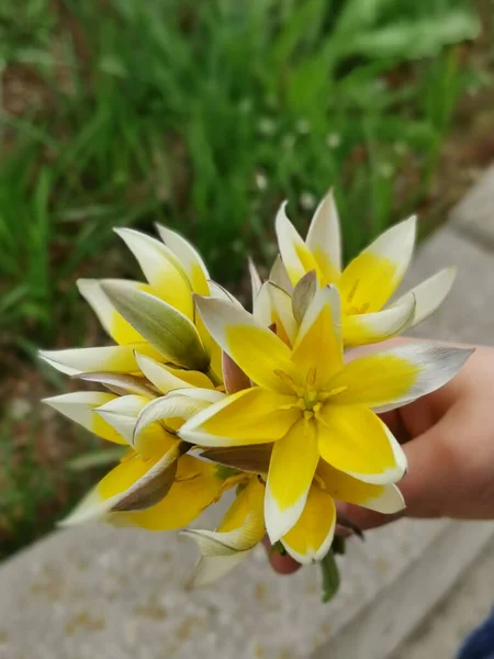 Eine Vertikale Aufnahme Einer Gelben Späten Tulpe Auf Verschwommenem Hintergrund — Stockfoto