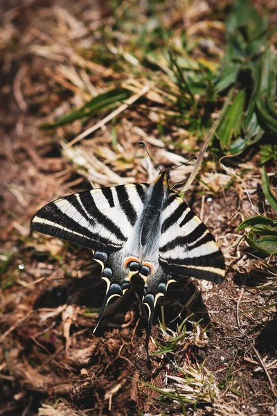 Disparo Vertical Una Mariposa Cola Golondrina Cebra Suelo Jardín Con —  Fotos de Stock