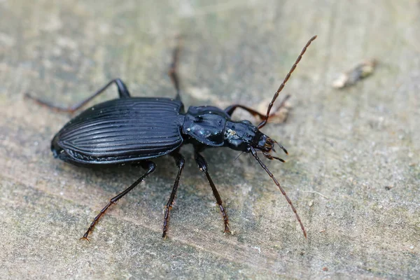 在粗糙的表面上拍摄的黑色地面甲虫的特写镜头 — 图库照片