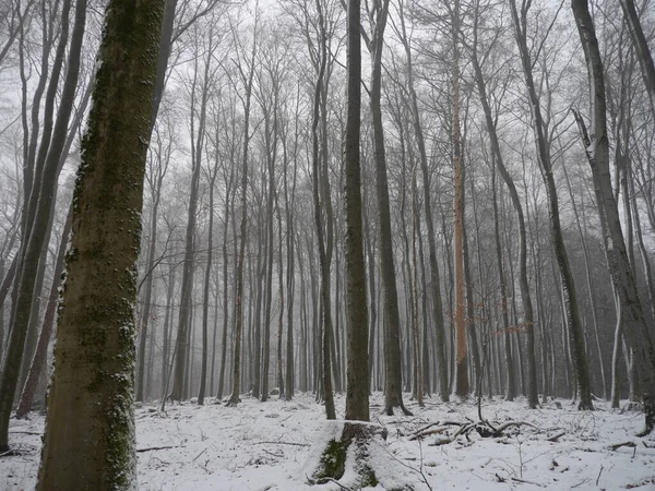 Eine Flache Aufnahme Bezaubernder Winterwaldbäume Einem Nebligen Tag — Stockfoto