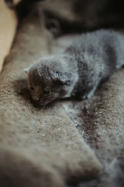 Een Closeup Shot Van Een Schattige Baby Kitten Leggend — Stockfoto