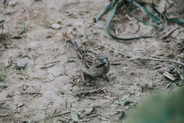 Nahaufnahme Eines Braunen Sperlings Auf Schlammigem Boden — Stockfoto