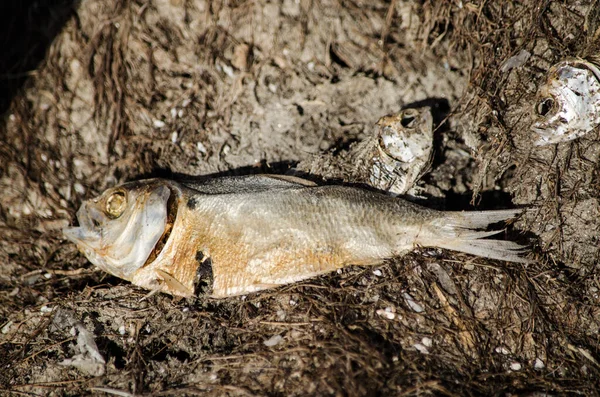 Primo Piano Sot Pesce Fritto — Foto Stock