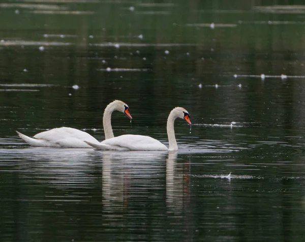 Tiro Perto Cisnes Brancos Lago — Fotografia de Stock