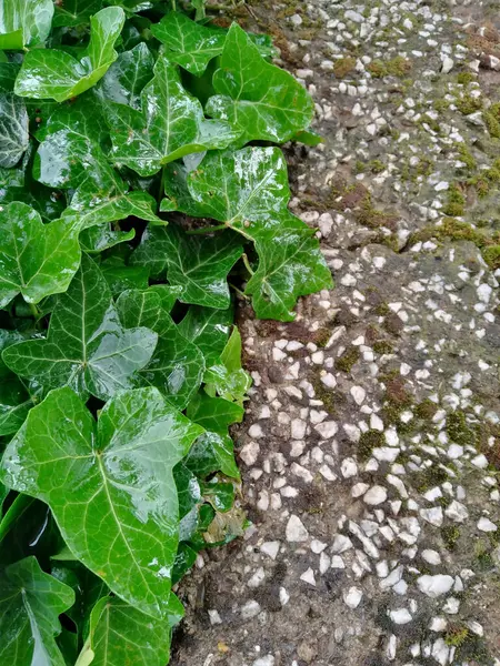 Sebuah Gambar Close Dari Tanaman Memanjat — Stok Foto