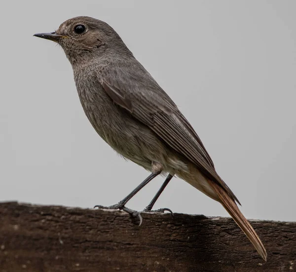 Closeup Shot Bird Twig — Stock Photo, Image