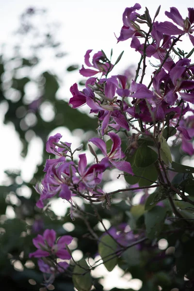 Vertikal Bild Blommande Bauhinia Blommor — Stockfoto