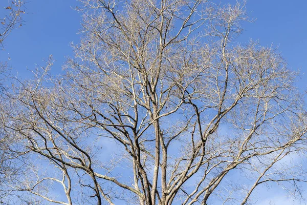 Een Horizontale Achtergrond Van Een Kale Boomtop Tegen Een Blauwe — Stockfoto