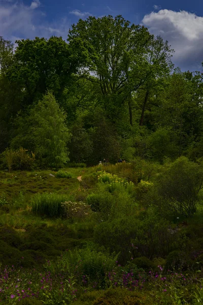 Une Belle Vue Sur Une Forêt Avec Beaucoup Arbres Verdure — Photo