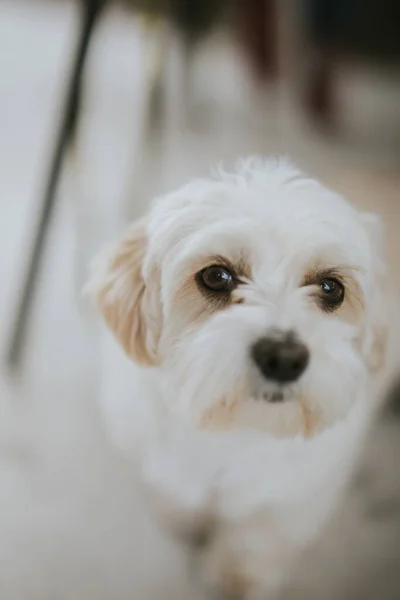Vertical Shot Cute Maltese Dog — Stock Photo, Image