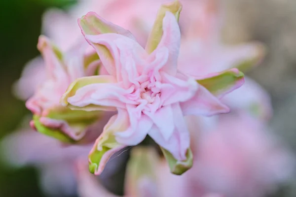 Rózsaszín Virágzó Liliomok Közelsége Kertben Napfény Alatt Homályos Háttérrel — Stock Fotó