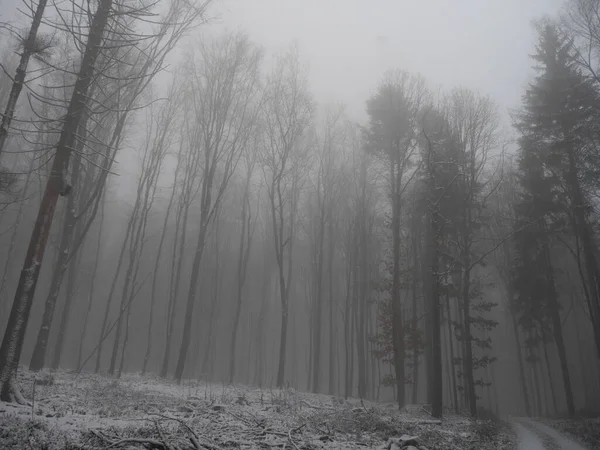 Colpo Basso Incantevole Foresta Invernale Con Alberi Alti Una Giornata — Foto Stock