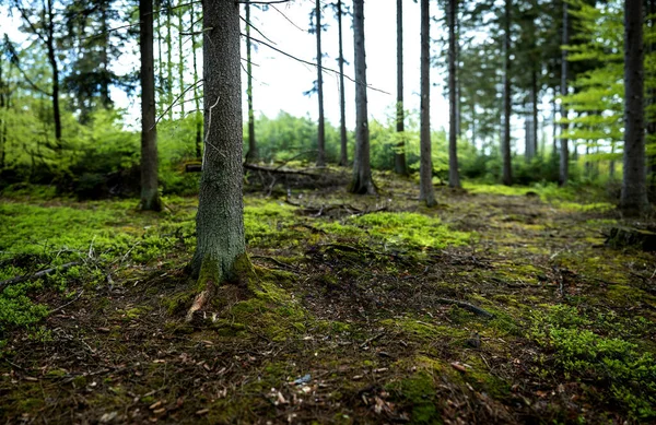 Belo Tiro Árvores Que Crescem Parque Verde Floresta Ambiente Verde — Fotografia de Stock