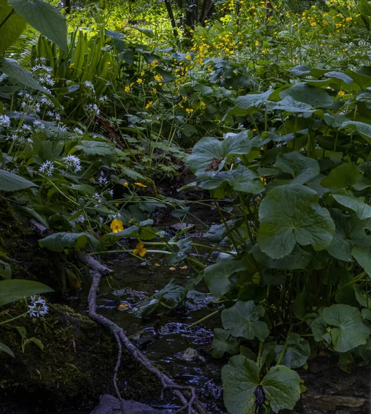 Une Belle Vue Sur Une Forêt Avec Beaucoup Arbres Verdure — Photo