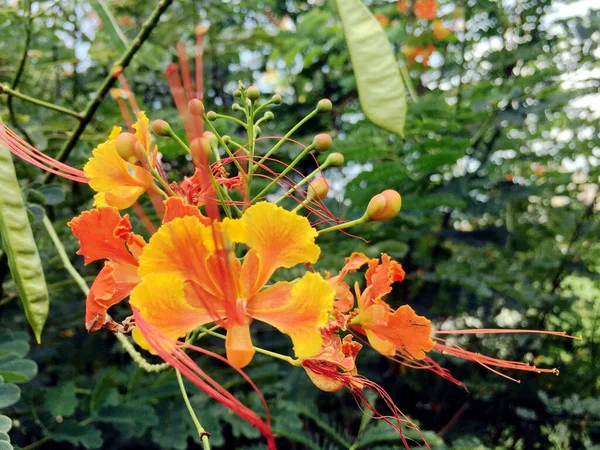 Gros Plan Une Fleur Paon Fleurissant Sur Arbuste Feuilles Caduques — Photo