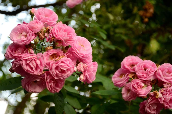 Miękkie Ognisko Grona Różowych Kwiatów Róży Przeciw Rozmytej Zieleni Ogrodzie — Zdjęcie stockowe