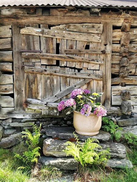Egy Gyönyörű Felvétel Egy Kis Területről Egy Virágzó Növényrel Egy — Stock Fotó