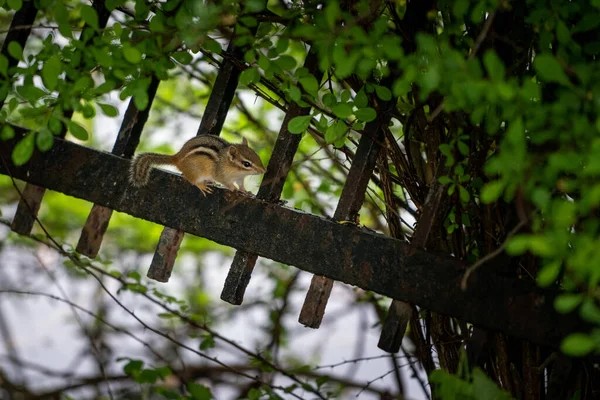 Cliché Chipmunk Porte — Photo