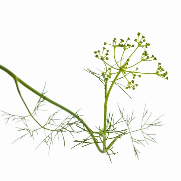 Ein Zweig Dill Aus Dem Kräutergarten Vor Weißem Hintergrund — Stockfoto