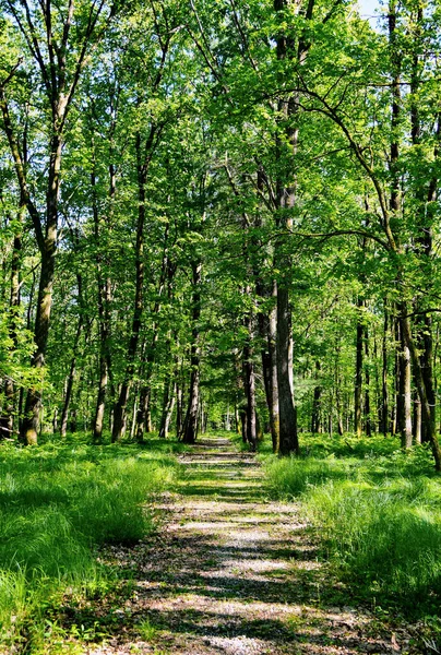 Chemin Forêt Avec Grands Arbres Herbe Verte — Photo