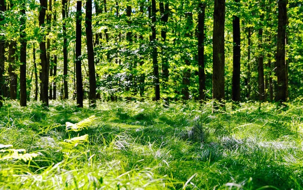 Дивовижний Ліс Зеленою Травою Пишне Листя Сонячний День Навесні — стокове фото