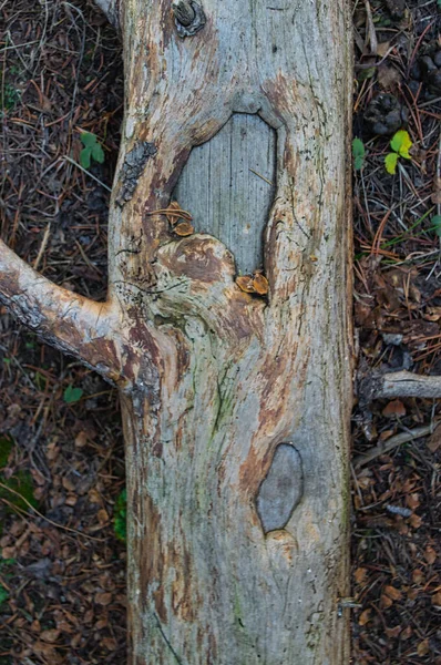 Die Nahaufnahme Des Baumstammes Auf Dem Boden — Stockfoto