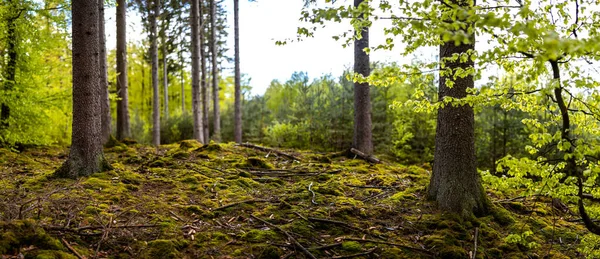 Una Hermosa Foto Árboles Creciendo Verde Parque Bosque Ambiente Verde — Foto de Stock