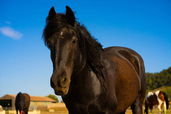 Low Angle Closeup Shot Black Horse Bright Blue Sky Farm — Stock Photo, Image