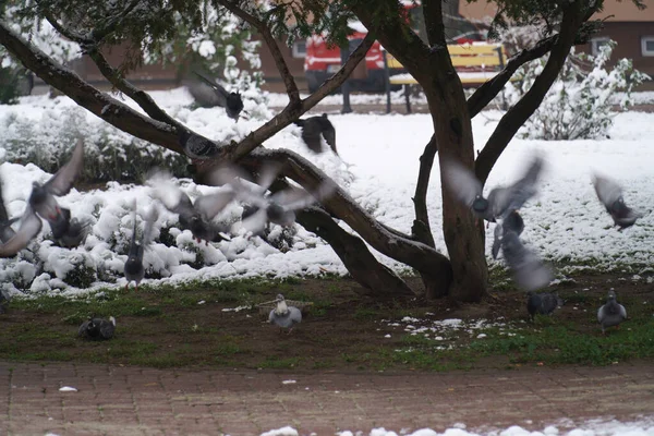 Pássaros Capturados Movimento Parque — Fotografia de Stock