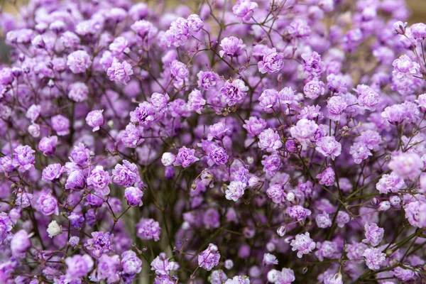 Piękny Widok Purpurowych Słodkich Kwiatów Alyssum — Zdjęcie stockowe