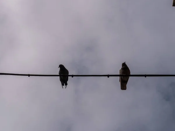 曇り空の下屋外のワイヤ上に2羽の鳥の低角度ショット — ストック写真