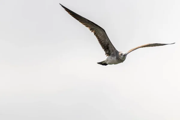 Closeup Large Gull Flying Daylight Sky — Stock Photo, Image