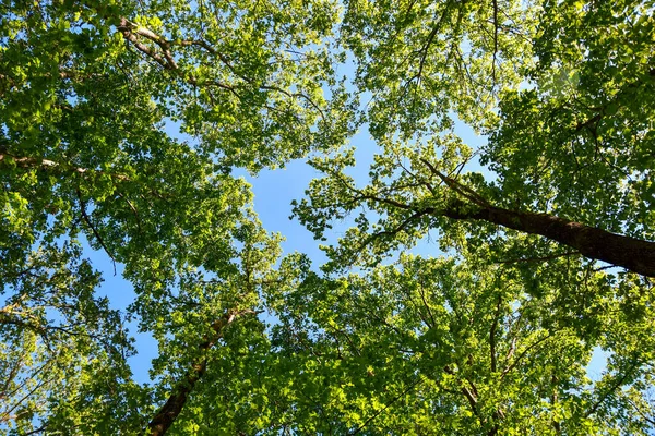 Vista Ángulo Bajo Frondosos Toldos Árboles Verdes Los Bosques — Foto de Stock