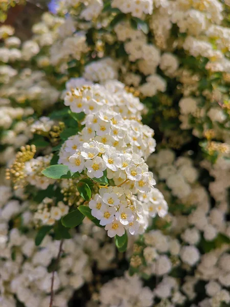 Függőleges Közelkép Virágzó Vanhoutte Spirea Virágok — Stock Fotó