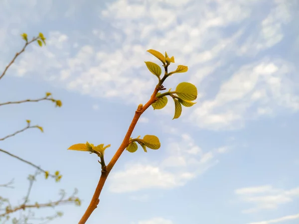 Uma Bela Vista Pequenas Folhas Galhos Árvore Contra Céu Nublado — Fotografia de Stock